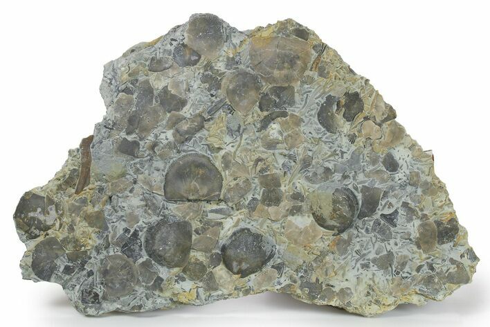 Fossil Brachiopod and Bryozoan Plate - Indiana #270476